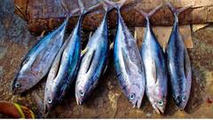 अब मछली जुबां की रानी...पिछले 15 साल में बढ़ी फिश खाने वाले भारतीयों की संख्या, NFHS के सर्वे में खुलासा