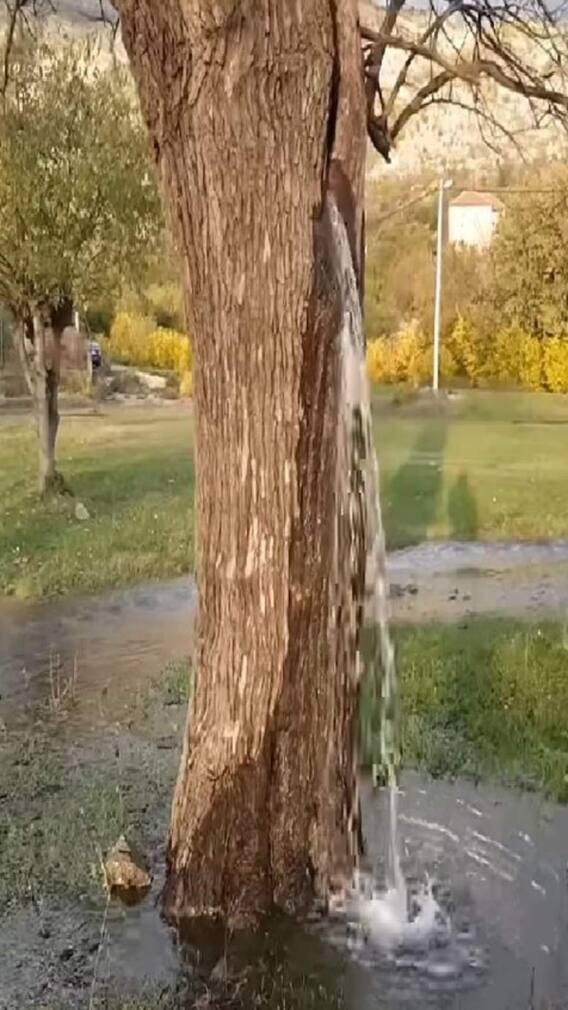 इस पेड़ से 30 सालों से गिरता है पानी