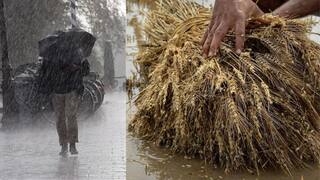 Rain News : अवकाळी पावसानं झोडपलं! विदर्भ मराठवाड्यात गारपीट;  गहू, मका, मिर्चीसह भात पिकाचं मोठं नुकसान