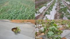 IN Pics: छत्तीसगढ़ में बेमौसम बारिश और ओलावृष्टि से मुसीबत में किसान, हरी सब्जियों के पौधे बर्बाद