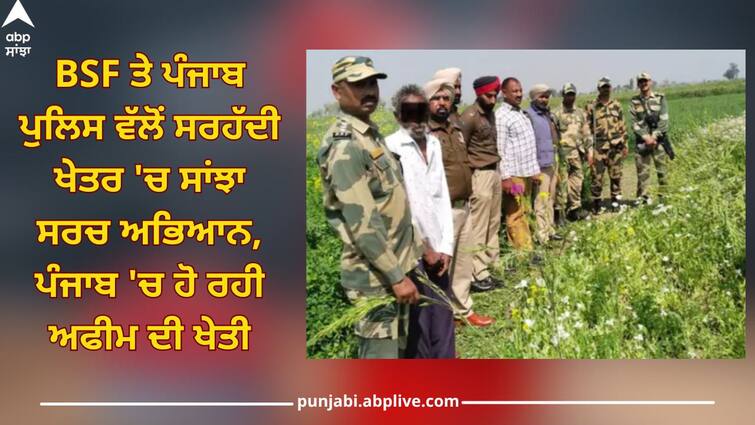 BSF Intelligence-Punjab Police made a big revelation, opium cultivation is happening in Punjab Opium Cultivation: BSF ਇੰਟੈਲੀਜੈਂਸ-ਪੰਜਾਬ ਪੁਲਿਸ ਨੇ ਕੀਤਾ ਵੱਡਾ ਖੁਲਾਸਾ, ਪੰਜਾਬ 'ਚ ਹੋ ਰਹੀ ਅਫੀਮ ਦੀ ਖੇਤੀ, ਦੋਸ਼ੀ ਗ੍ਰਿਫਤਾਰ