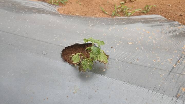 किसान शिवप्रसाद का कहना है कि खीरा ही नहीं बल्कि लौकी और करेले के पौधों को भी नुकसान हुआ है, पत्ते, फूल और तने बुरी तरह टूट गई है. जिसके रिकवर होने की गुंजाइश कर दिख रही है. उनका कहना है कि उन्होंने लाखों रुपए लोन लेकर खेती करना शुरू किया था और मौसम की मार ने फसलों को तहस-नहस कर दिया. ऐसे में लोन कैसे चुकाया जाएगा, ये परेशानी खड़ी हो गई है.