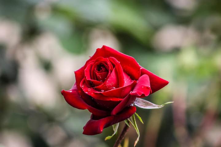 Make herbal color from flowers on Holi - Make red color from flowers - To make natural red colored gulal on Holi, you can use red rose leaves, red jaswand or any red colored flower.  (Photo credit: Pexel.com)