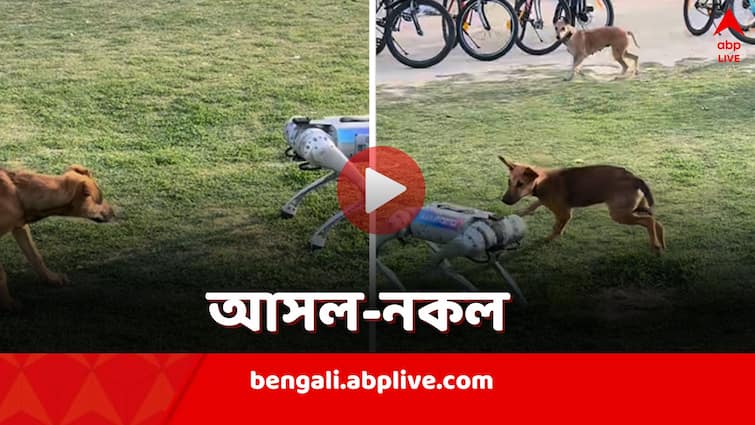 Stray dogs meet Robot Dog at IIT Kanpur video goes viral Robot Dog vs Real Dog: IIT ক্যাম্পাসে হঠাৎ রোবট সারমেয়র মুখোমুখি পথকুকুরের দল, ভাইরাল অভিনব দৃশ্য