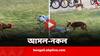 Robot Dog vs Real Dog: IIT ক্যাম্পাসে হঠাৎ রোবট সারমেয়র মুখোমুখি পথকুকুরের দল, ভাইরাল অভিনব দৃশ্য