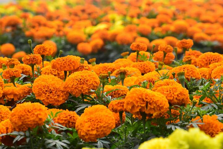 To prepare gulal from these flowers, they have to be dried and crushed.  If you want to make wet yellow color, you can make organic color by mixing the powder of these flowers in water.  (Photo credit: Pexel.com)