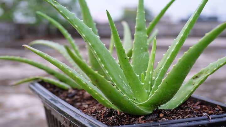 Aloe vera Cultivation at Home: તમે ઘરે એલોવેરા ઉગાડીને ઘણા ફાયદા મેળવી શકો છો. તે રોગપ્રતિકારક શક્તિ વધારવામાં પણ ઘણી મદદ કરે છે.