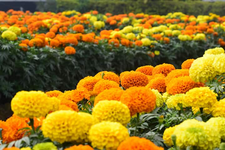 Make yellow color with these flowers: To make yellow color gulal on Holi, you can use marigold, amaltas or guldanda flowers.  (Photo credit: Pexel.com)