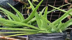 Aloe vera : ઘરે આસાનીથી ઉગાડો એલોવેરા, આ રીત છે ખૂબ કામની