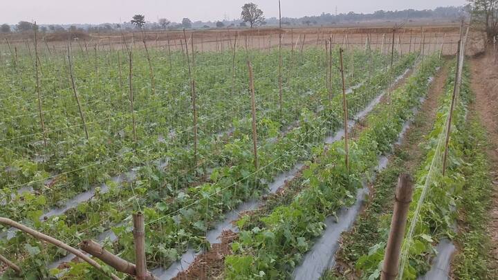 इस आफत की बारिश और ओलावृष्टि ने ना सिर्फ सब्जी के पौधों को नुकसान पहुंचाया, बल्कि किसान का मुनाफा भी चौपट कर दिया. रामनगर के युवा किसान शिवनारायण सिंह ने का कहना है कि वह अपने घर की बाड़ी में करीब डेढ़ एकड़ में खीरा, मिर्च, टमाटर, प्याज, करेला और तरबूज की खेती की है. इससे मिलने वाले पैसे को वह खुद की शादी के लिए सेव रखना चाहते थे इसके साथ ही ट्रैक्टर का किस्त भरते, लेकिन सभी सब्जियों को नुकसान हुआ है, इससे उनके सामने मुसीबत खड़ी हो गई है.