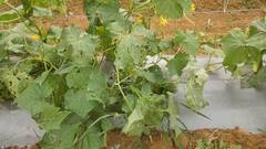 IN Pics: छत्तीसगढ़ में बेमौसम बारिश और ओलावृष्टि से मुसीबत में किसान, हरी सब्जियों के पौधे बर्बाद