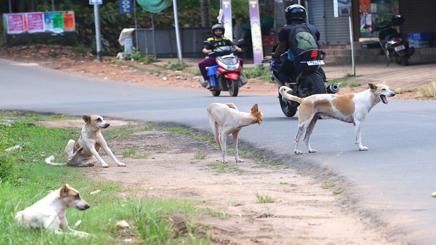 Dog Bite: કૂતરું કરડે તો ઈન્જેક્શન લેતા પહેલા કરો આ કામ, હડકવા ફેલાવાનું નહીં રહે જોખમ