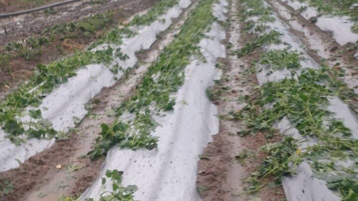 ठंड, गर्मी और बरसात में मेहनत कर खेती-किसानी कर जीवन यापन करने वाले इन किसानों के साथ प्रकृति ने अन्याय कर दिया है. क्षेत्र के नए-नए युवाओं ने लोन लेकर किसानी में हाथ आजमाना शुरू किया था, ऐसे में शुरुआत में ही उन्हें नुकसान का मुंह देखना पड़ा है. जिससे वे निराश, हताश और परेशान हैं. किसान अब इस प्राकृतिक आपदा से हुए नुकसान की भरपाई में मदद के लिए सरकार से उम्मीद लगाए बैठे हैं.