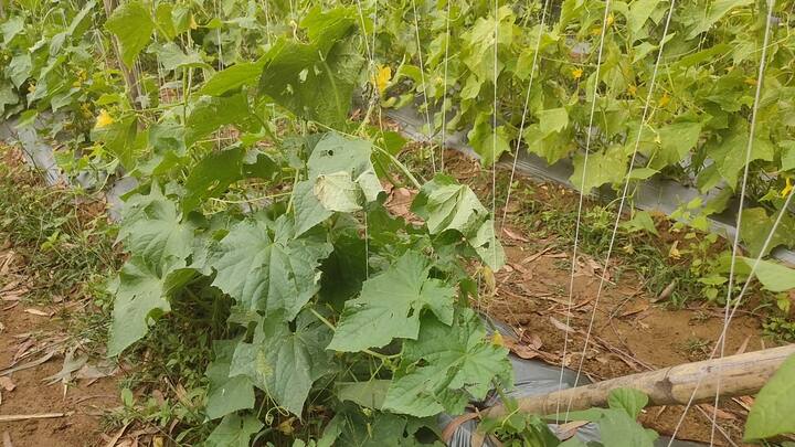 हम ऐसा इसलिए कह रहे हैं क्योंकि कई किसानों ने इस मौसम में इसलिए खेती की थी कि इससे मिलने वाले पैसों को वह शादी में खर्च करेंगे, तो कई किसान बैंक से लोन लेकर खेती किए थे, ट्रैक्टर खरीदे हैं, उनका किस्त भरेंगे. लेकिन किसानों के हाथ मायूसी लगी और अधिकतर किसानों को इस बात की चिंता सता रही है कि आखिर वे कर्ज को कैसे चुकता करेंगे.