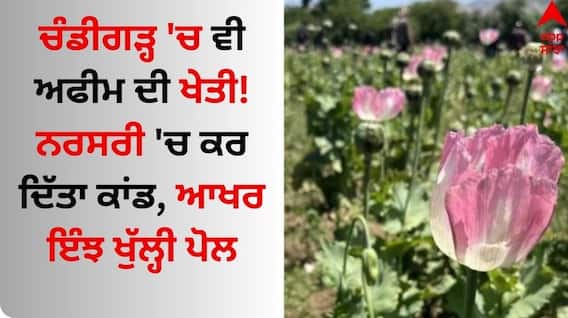 Chanigarh News: ਚੰਡੀਗੜ੍ਹ 'ਚ ਵੀ ਅਫੀਮ ਦੀ ਖੇਤੀ! ਨਰਸਰੀ 'ਚ ਕਰ ਦਿੱਤਾ ਕਾਂਡ, ਆਖਰ ਇੰਝ ਖੁੱਲ੍ਹੀ ਪੋਲ Chanigarh News: ਚੰਡੀਗੜ੍ਹ 'ਚ ਵੀ ਅਫੀਮ ਦੀ ਖੇਤੀ! ਨਰਸਰੀ 'ਚ ਕਰ ਦਿੱਤਾ ਕਾਂਡ, ਆਖਰ ਇੰਝ ਖੁੱਲ੍ਹੀ ਪੋਲ