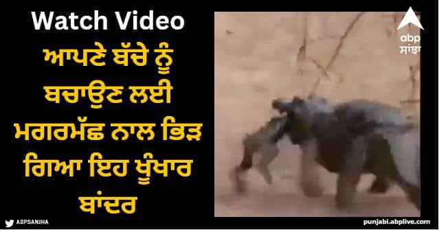 this ferocious monkey called baboon fought with crocodile to save her child video viral Viral Video: ਆਪਣੇ ਬੱਚੇ ਨੂੰ ਬਚਾਉਣ ਲਈ ਮਗਰਮੱਛ ਨਾਲ ਭਿੜ ਗਿਆ ਇਹ ਖੂੰਖਾਰ ਬਾਂਦਰ, ਵੀਡੀਓ ਦੇਖ ਕੇ ਹੋ ਜਾਵੋਗੇ ਭਾਵੁਕ