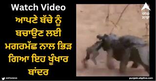 Viral Video: ਆਪਣੇ ਬੱਚੇ ਨੂੰ ਬਚਾਉਣ ਲਈ ਮਗਰਮੱਛ ਨਾਲ ਭਿੜ ਗਿਆ ਇਹ ਖੂੰਖਾਰ ਬਾਂਦਰ, ਵੀਡੀਓ ਦੇਖ ਕੇ ਹੋ ਜਾਵੋਗੇ ਭਾਵੁਕ
