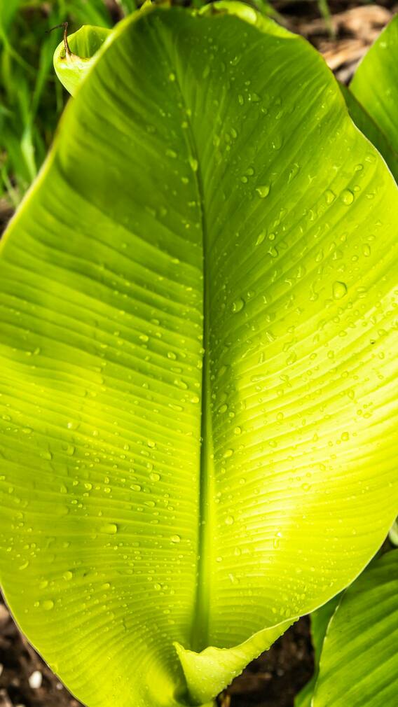 అరటి ఆకులను తినొచ్చా? డయాబెటిక్ రోగులకు కలిగే ప్రయోజనాలేమిటీ?