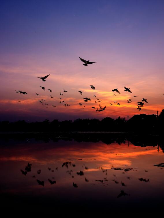 महाराष्ट्र के राजकीय पशु का क्या है नाम?