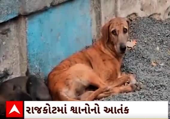 Rajkot Dog Bite Case| રખડતા કૂતરાઓના હુમલાની ઘટનામાં વધારો, એક વર્ષમાં આટલા લોકોને ભર્યા બચકાં