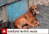 Rajkot Dog Bite Case| રખડતા કૂતરાઓના હુમલાની ઘટનામાં વધારો, એક વર્ષમાં આટલા લોકોને ભર્યા બચકાં