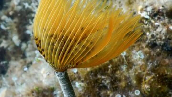 সমুদ্রের তলদেশে বসবাসকারী এক রকমের কেঁচো Tube Worm. তাদের শরীরে যে ব্যাকটিরিয়া থাকে, তা রাসায়নিক থেকে শর্করা উৎপন্ন করে, যা খাবার হিসেবে শুষে নেয় তারা। ঠান্ডা জায়গায় যে Tube Worm-দের বাস, তারা তুলনামূলক বেশি দিন বাঁচে বলে মত গবেষকদের। এদের কেউ ২০০ বছর, কেউ ৩০০ বছর বাঁচে। ছবি: ফ্রিপিক।