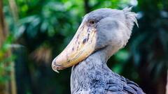 दुनिया में ये पक्षी सबसे खतरनाक, बड़े जानवरों को बनाते हैं शिकार