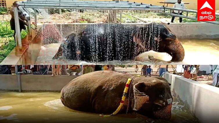Mayiladuthurai mayuranathar temple elephant  abayampal shower bath swimming pool opening - TNN ஷவர் வசதியுடன் கூடிய நீச்சல் குளத்தில் கும்மாளம் - உற்சாகத்தில் யானை அபயாம்பிகை