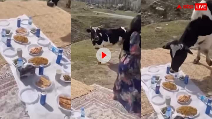 A cow eats all the food of the girls who came for picnic video goes viral on social media trending Video: पिकनिक मनाने गई लड़कियों की पार्टी शुरू होने से पहले ही हो गई खत्म ,वीडियो देखकर लोटपोट हो जाएंगे आप