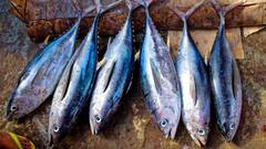 છેલ્લા 15 વર્ષમાં માછલી ખાનારા ભારતીયોની સંખ્યામાં થયો વધારો,  NFHSના સર્વેમાં થયો ખુલાસો