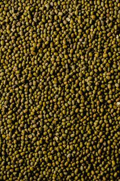 Mung Beans : मूग डाळ आरोग्यासाठी अशाप्रकारे ठरते वरदान !