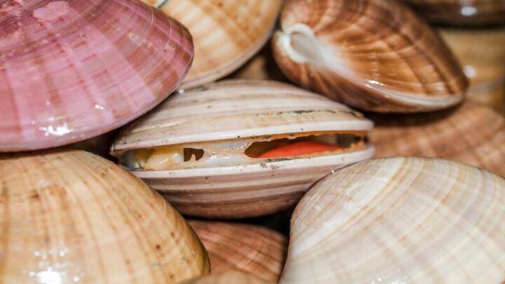 Ocean Quahog Clams উত্তর আটলান্টিক মহাসাগরে বাস করে। নোনাজলের বাসিন্দা এই ঝিনুক ৫০০ বছরেরও বেশি সময় বেঁচে থাকতে পারে। ২০০৬  সালে আইসল্যান্ড উপকূলে ৫০৭ বছর বয়সি একটি ঝিনুক পাওয়া যায়। ছবি: ফ্রিপিক।