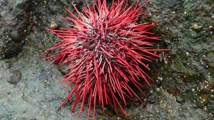 সাগর-মহাসাগরের তলদেশে বাস Urchin বা শজারুজাতীয় এক ধরনের প্রাণীর। লোহিত সাগরে প্রাপ্ত এই প্রাণীরা ১০০ বছরেরও বেশি বাঁচে। সামুদ্রিক উদ্ভিদ, শ্যাওলা খেয়ে বেঁচে থাকে এরা। ছবি: পিক্সাবে।