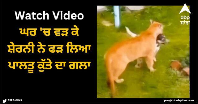 lioness attack on dog catch neck watch shocking video viral Viral Video: ਘਰ 'ਚ ਵੜ ਕੇ ਸ਼ੇਰਨੀ ਨੇ ਫੜ ਲਿਆ ਪਾਲਤੂ ਕੁੱਤੇ ਦਾ ਗਲਾ, ਬਚਾਉਣ ਦੀ ਕੋਸ਼ਿਸ਼ ਕਰਦੇ ਰਹੇ ਲੋਕ