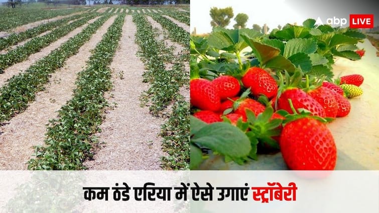 know the strawberry farming tips through which you can earn good money less cold areas क्या है स्ट्रॉबेरी की खेती का प्लान, जिससे कम ठंडे इलाकों में भी आप अच्छे पैसे कमा सकते हैं