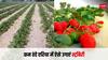 क्या है स्ट्रॉबेरी की खेती का प्लान, जिससे कम ठंडे इलाकों में भी आप अच्छे पैसे कमा सकते हैं