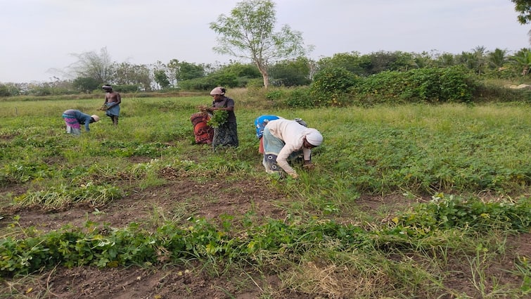 Agriculture news Thanjavur Farmers urge government to purchase groundnut like paddy - TNN நெல் போல் நிலக்கடலையையும் அரசே கொள்முதல் செய்ய வேண்டும் - தஞ்சை விவசாயிகள் வலியுறுத்தல்