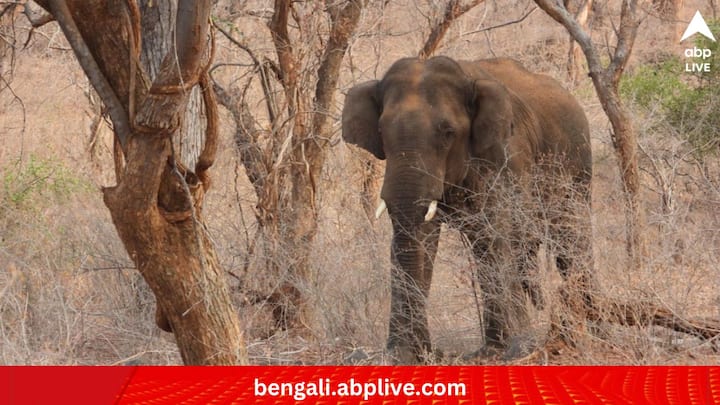 হাতির নানা ছবি তো রয়েছেই, পাশাপাশি তাঁর সোশ্যাল মিডিয়া হ্যান্ডেলে বিভিন্ন পাখি, সরীসৃপ, কচ্ছপ--একাধিক প্রাণীরই দেখা পাওয়া যায়। (ছবি:Supriya Sahu IAS X Handle)