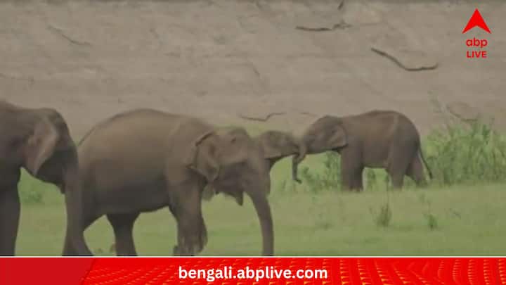 কথায় বলে, 'পায়ে পা দিয়ে ঝগড়া'। এখানে ছবিটা একটু আলাদা। এখানে খুনসুটি হয় শুঁড়ে শুঁড় লাগিয়ে। মা-বাবারা আশপাশেই রয়েছে। তাদের মাঝে নিশ্চিন্তে খুনসুটিতে ব্যস্ত দুই হস্তিশাবক। গল্প নয়, ফিল্মের জন্য শ্যুটিংও নয়। তামিলনাড়ুর এক অরণ্যের কোনও এক মুহূর্ত এটি।  (ছবি:Supriya Sahu IAS X Handle)