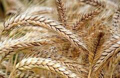 Holika Dahan 2024: હોલિકા દહનની રાત્રે આ અનાજનો પ્રયોગ, કરશે આપને માલામાલ