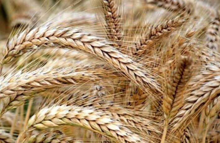 હોલિકા દહન દરમિયાન હોલિકા અગ્નિમાં ઘઉંના કાન ચઢાવવામાં આવે છે.