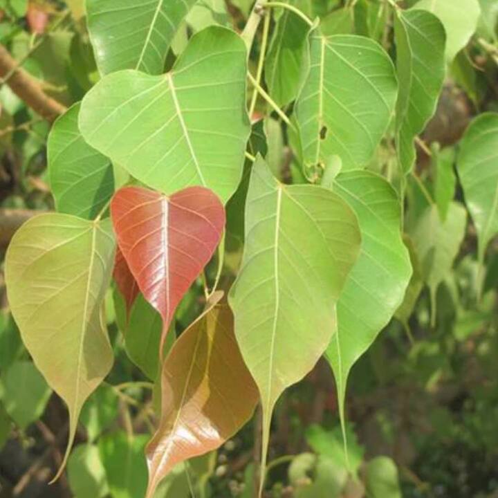 Pipal Leaves : ਪਿੱਪਲ ਦੇ ਦਰੱਖਤ ਦੇ ਪੱਤਿਆਂ ਦਾ ਰਸ ਖੰਘ, ਦਮਾ, ਦਸਤ, ਕੰਨ ਦਰਦ, ਦੰਦਾਂ ਦਾ ਦਰਦ, ਹੇਮੇਟੂਰੀਆ ਮਾਈਗਰੇਨ, ਖੁਜਲੀ, ਅੱਖਾਂ ਦੀਆਂ ਸਮੱਸਿਆਵਾਂ ਅਤੇ ਪੇਟ ਦੀਆਂ ਸਮੱਸਿਆਵਾਂ ਨੂੰ ਠੀਕ ਕਰਨ ਵਿੱਚ ਮਦਦਗਾਰ ਹੈ।