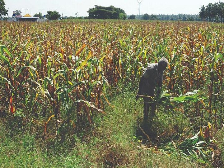 சோளம் அறுவடை முடிந்து காயவைக்கும் பணிகள் மும்முரம்; நிலையான விலை கிடைக்குமா? - விவசாயிகள் எதிர்பார்ப்பு