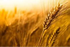 Holika Dahan 2024: હોલિકા દહનની રાત્રે આ અનાજનો પ્રયોગ, કરશે આપને માલામાલ