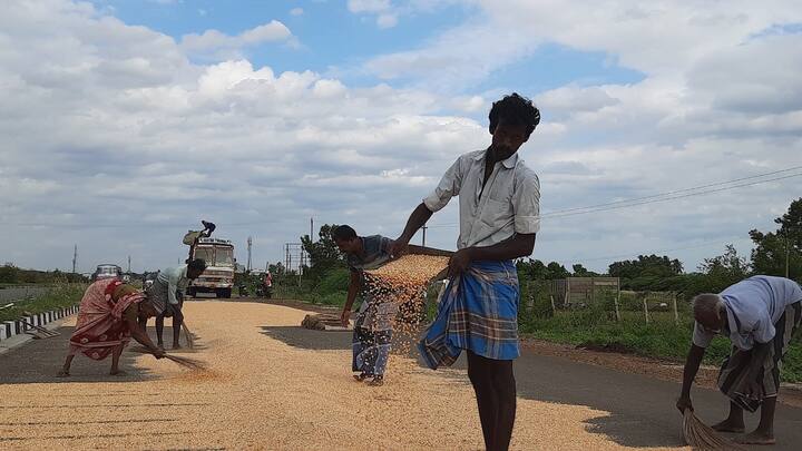 Agriculture news After harvesting corn drying work is busy Farmers are expecting to get a stable price in Thanjavur - TNN சோளம் அறுவடை முடிந்து காயவைக்கும் பணிகள் மும்முரம்; நிலையான விலை கிடைக்குமா? - விவசாயிகள் எதிர்பார்ப்பு