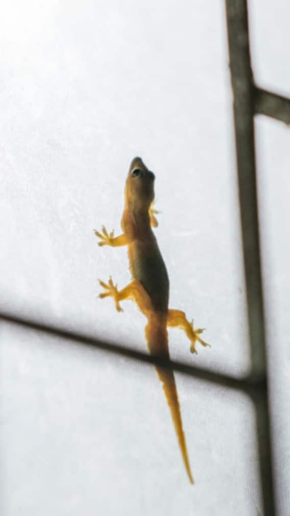 તરત જ ઘરમાંથી ભગી જશે ગરોળી, અપનાવો આ ઘરગથ્થુ ઉપાય