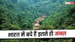 International Day of Forests: अब भारत में कितने बचे हैं जंगल, ये आंकड़े आपको सोचने पर मजबूर कर देंगे