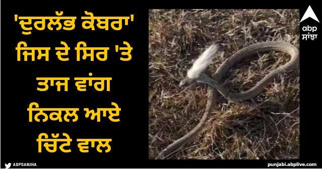 cobra snake with white hair on head fake video viral Viral Video: 'ਦੁਰਲੱਭ ਕੋਬਰਾ' ਜਿਸ ਦੇ ਸਿਰ 'ਤੇ ਤਾਜ ਵਾਂਗ ਨਿਕਲ ਆਏ ਚਿੱਟੇ ਵਾਲ, ਵੀਡੀਓ ਦੇਖ ਕੇ ਹੋ ਜਾਵੋਗੇ ਹੈਰਾਨ, ਜਾਣੋ ਸੱਚ