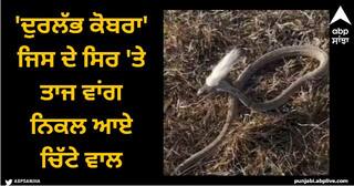 Viral Video: 'ਦੁਰਲੱਭ ਕੋਬਰਾ' ਜਿਸ ਦੇ ਸਿਰ 'ਤੇ ਤਾਜ ਵਾਂਗ ਨਿਕਲ ਆਏ ਚਿੱਟੇ ਵਾਲ, ਵੀਡੀਓ ਦੇਖ ਕੇ ਹੋ ਜਾਵੋਗੇ ਹੈਰਾਨ, ਜਾਣੋ ਸੱਚ