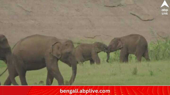 সেই মুহূর্তের ভিডিও নিজের সোশ্যাল মিডিয়া হ্যান্ডেলে পোস্ট করেছিলেন আইএএফ অফিসার সু্প্রিয়া সাহু। দেখে মুগ্ধ নেটিজেনরা।      (ছবি:Supriya Sahu IAS X Handle)